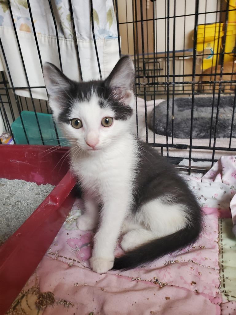 Frosty, a Adoptable mixed breed in Portland, IN image 1/4