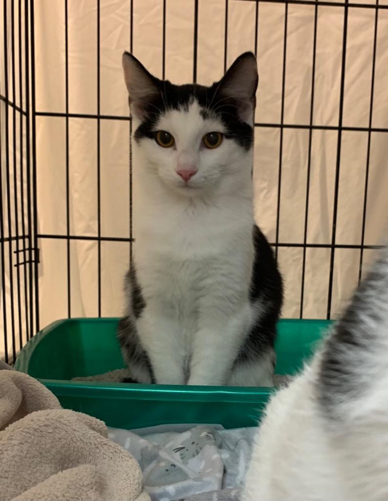 Frosty, Adoptable, Adult Male Domestic Short Hair.