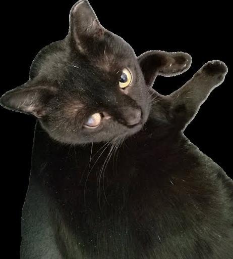 Enlarge Onyx, a Adoptable Domestic Short Hair in Hartford, CT image 1/1