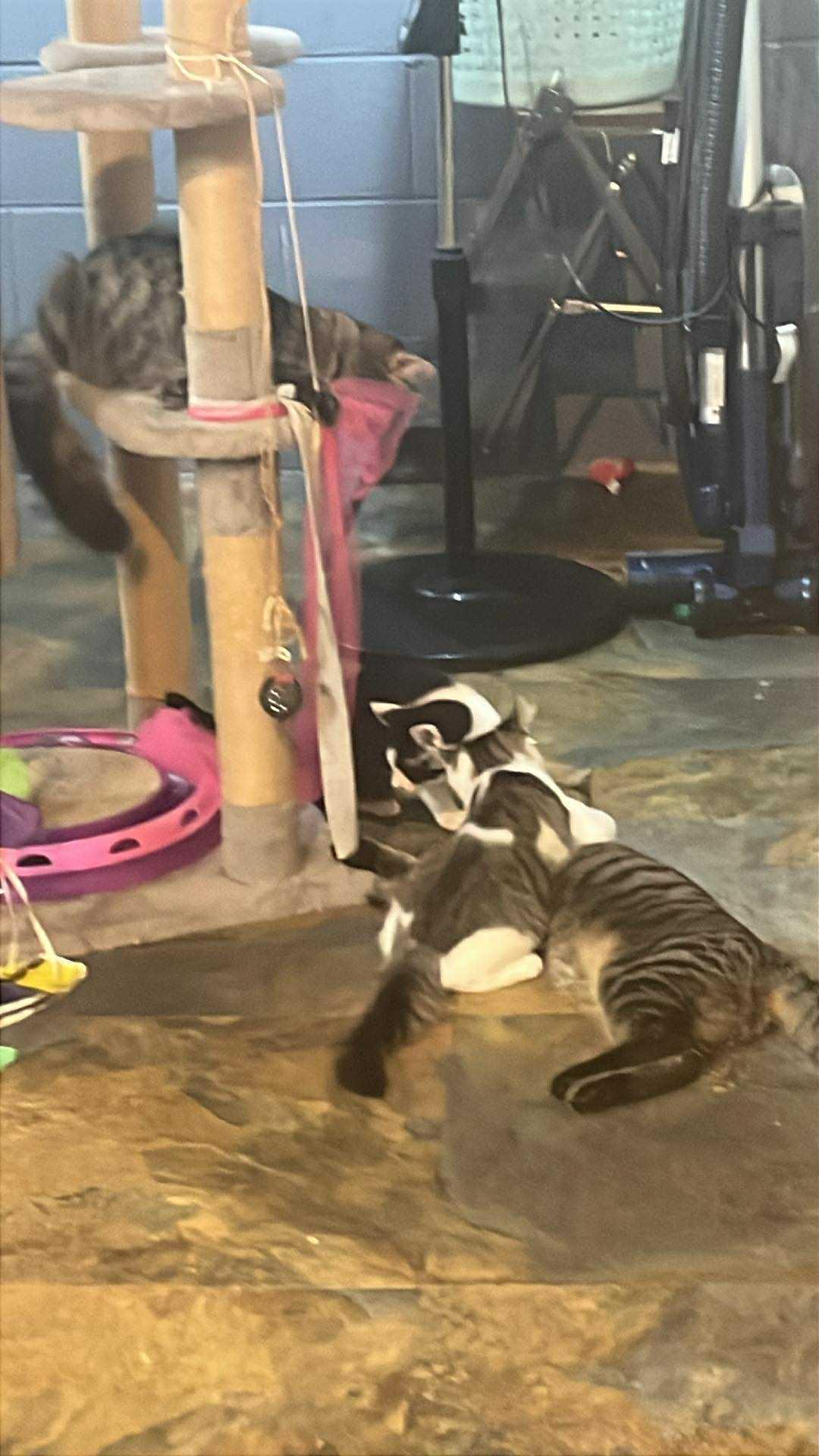 Enlarge Rino, a Adoptable Domestic Short Hair in Morganton, NC image 1/1