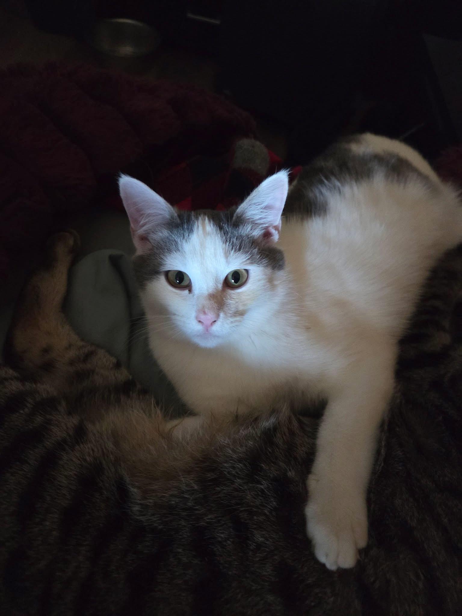 Mika, ADOPTABLE, Young Female Domestic Short Hair.