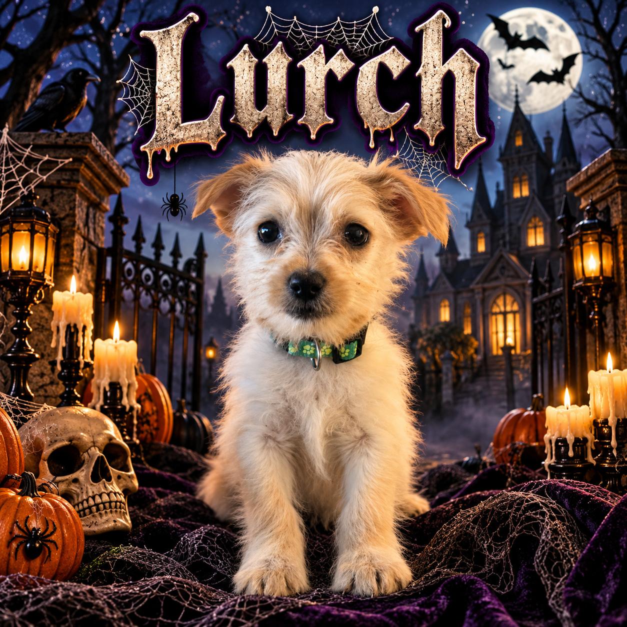 Lurch, Adoptable, Puppy Male Maltese.