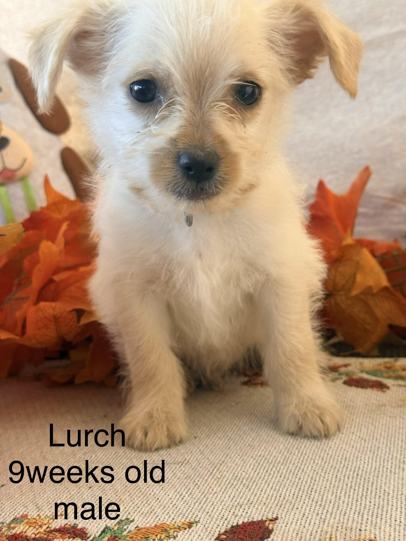 Enlarge Lurch, a Adoptable mixed breed in valley springs, CA image 2/6