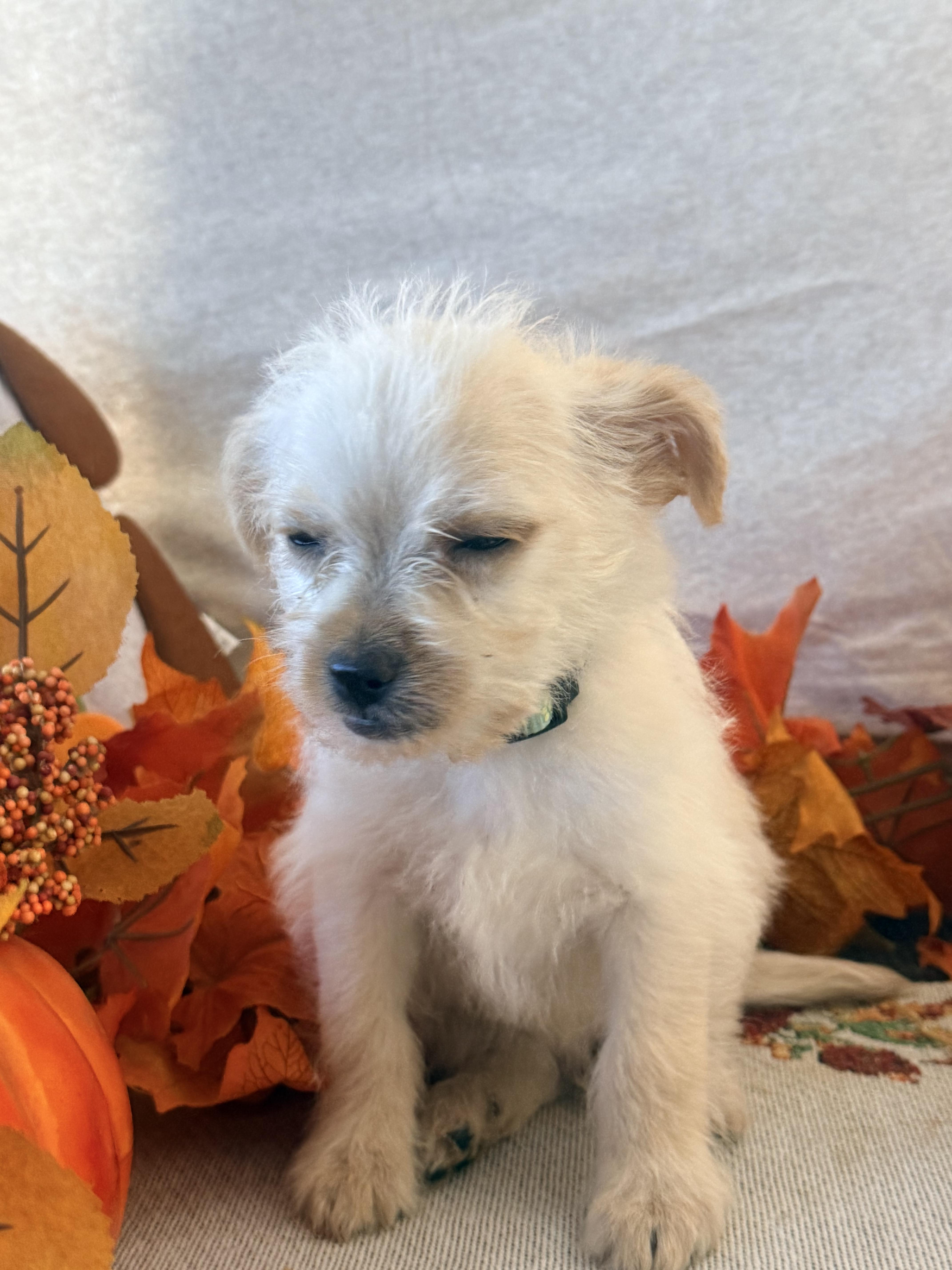 Enlarge Lurch, a Adoptable mixed breed in valley springs, CA image 4/6