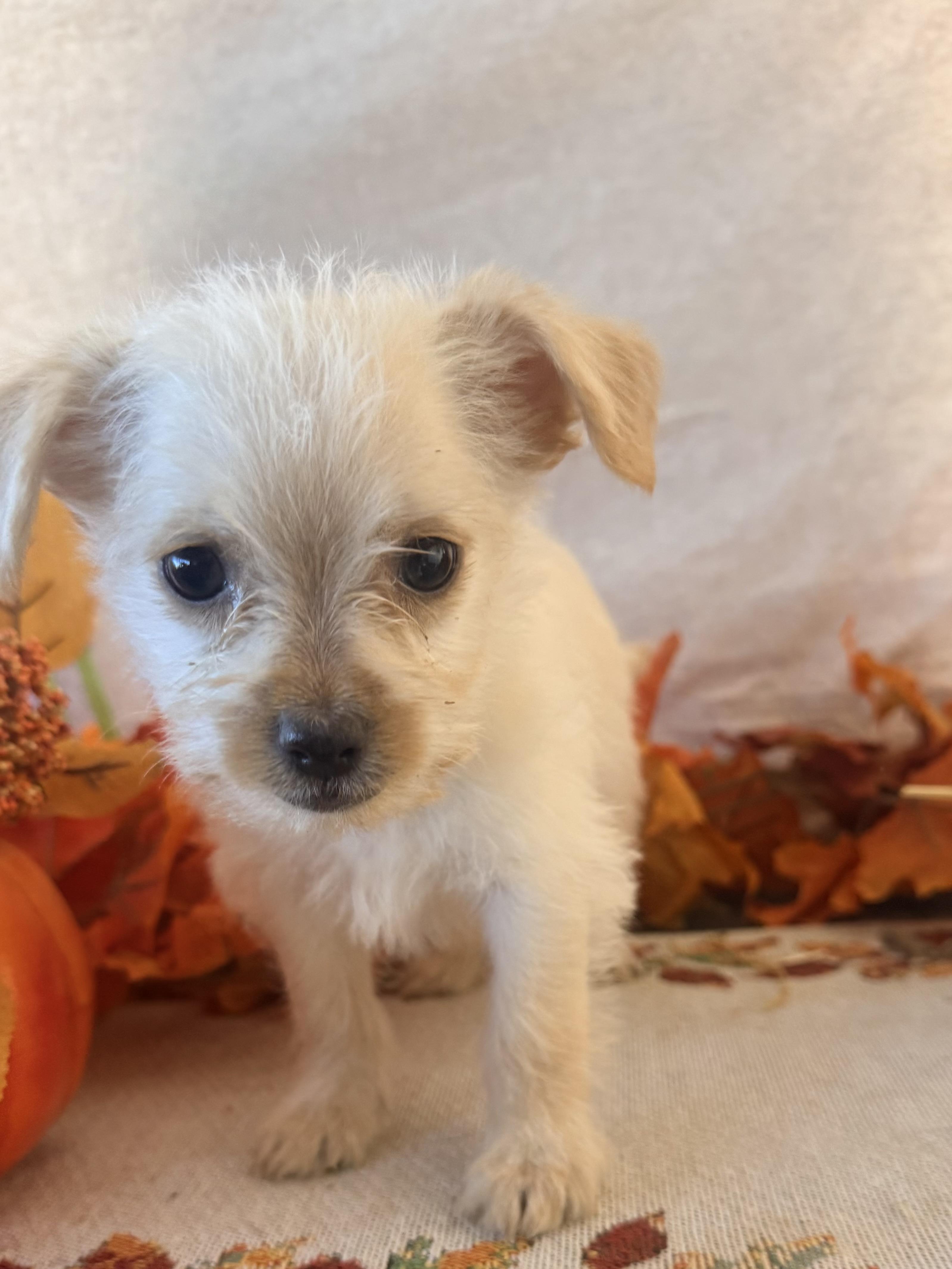 Enlarge Lurch, a Adoptable mixed breed in valley springs, CA image 5/6