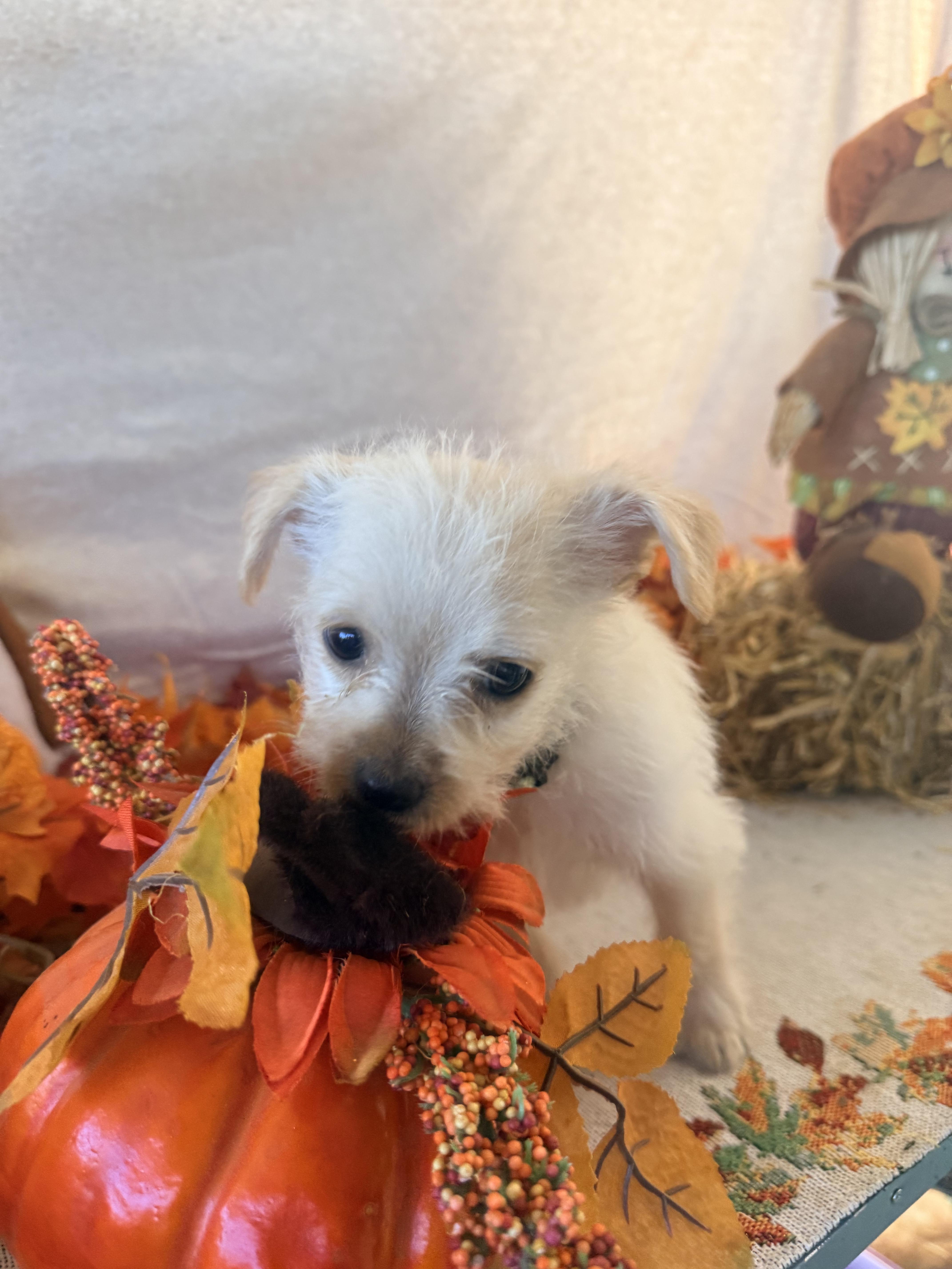 Enlarge Lurch, a Adoptable mixed breed in valley springs, CA image 6/6