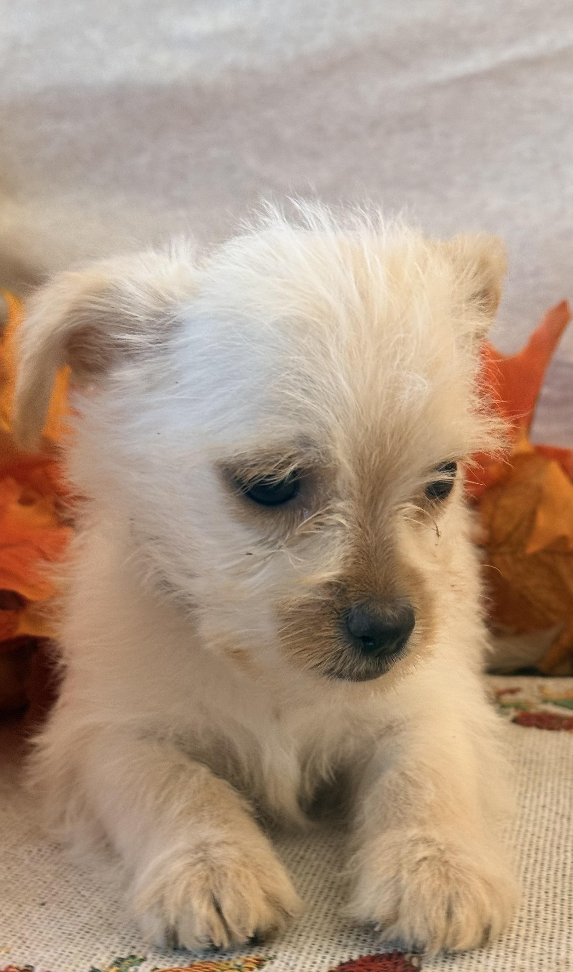 Enlarge Lurch, a Adoptable mixed breed in valley springs, CA image 3/6