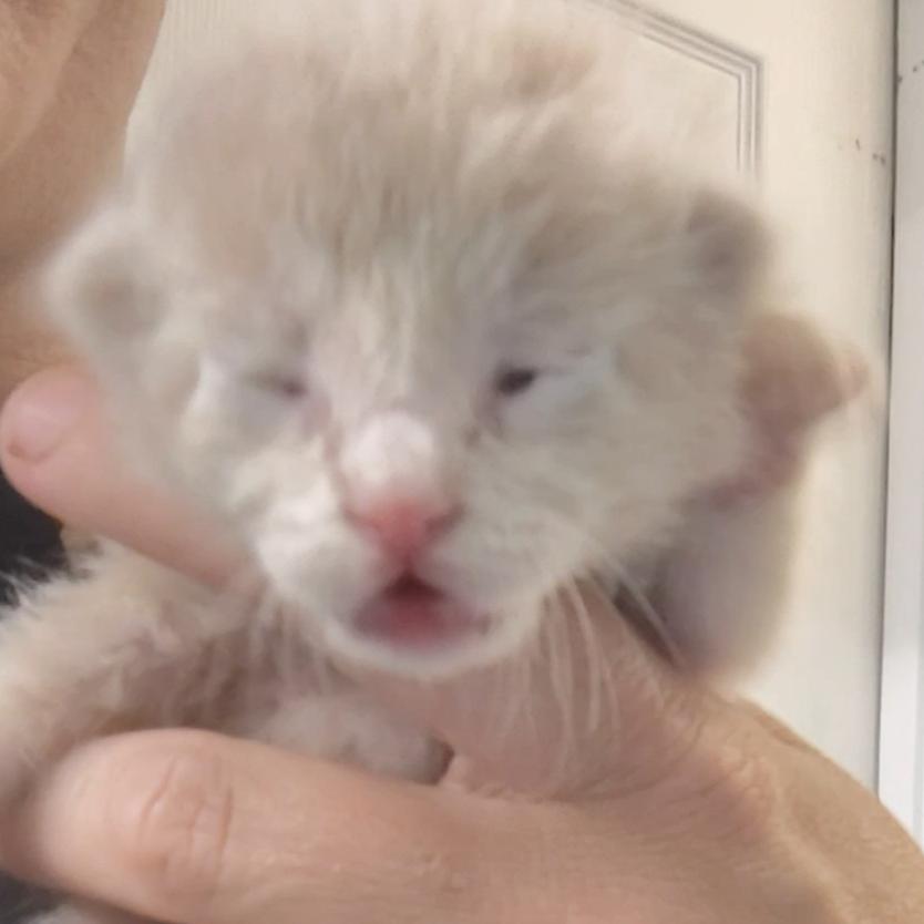 Obed, Adoptable, Kitten Male Domestic Short Hair.