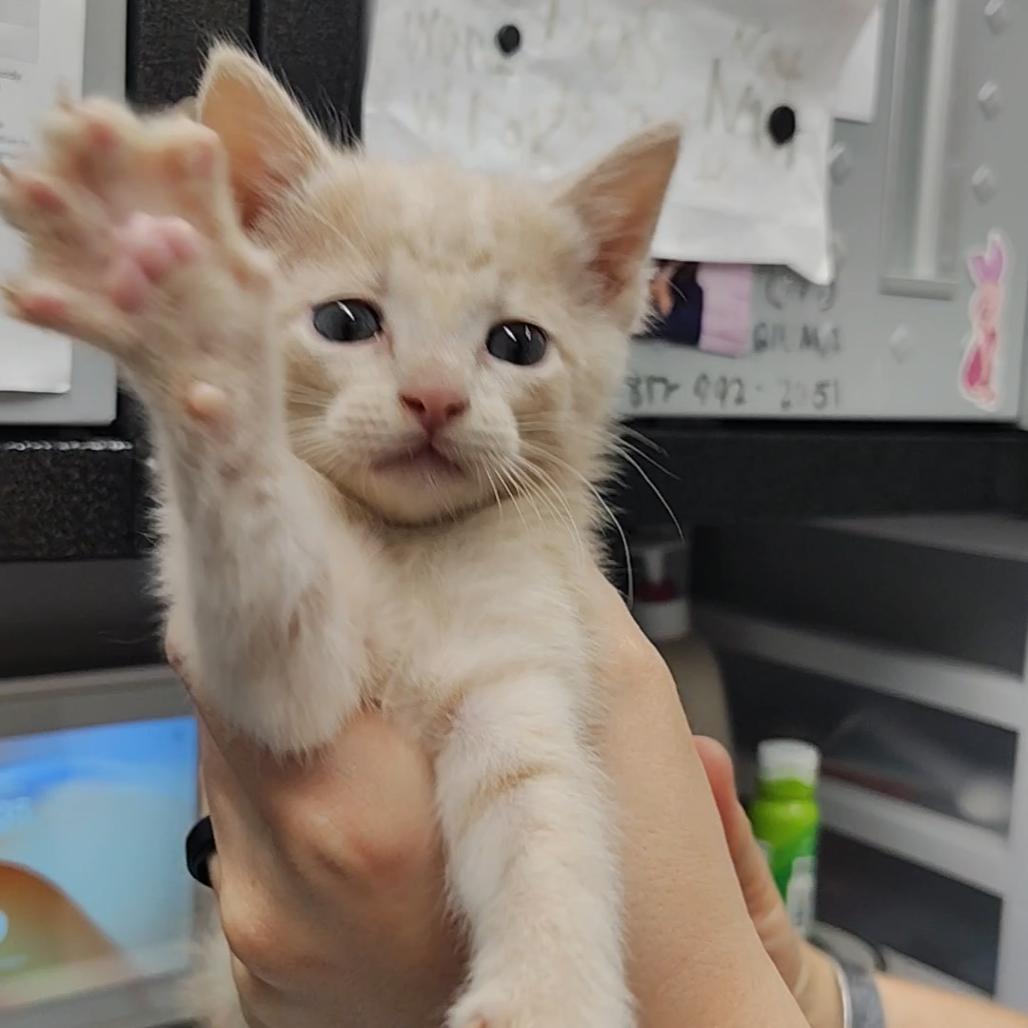 Obed, a Adoptable Domestic Short Hair in Springtown, TX image 3/4