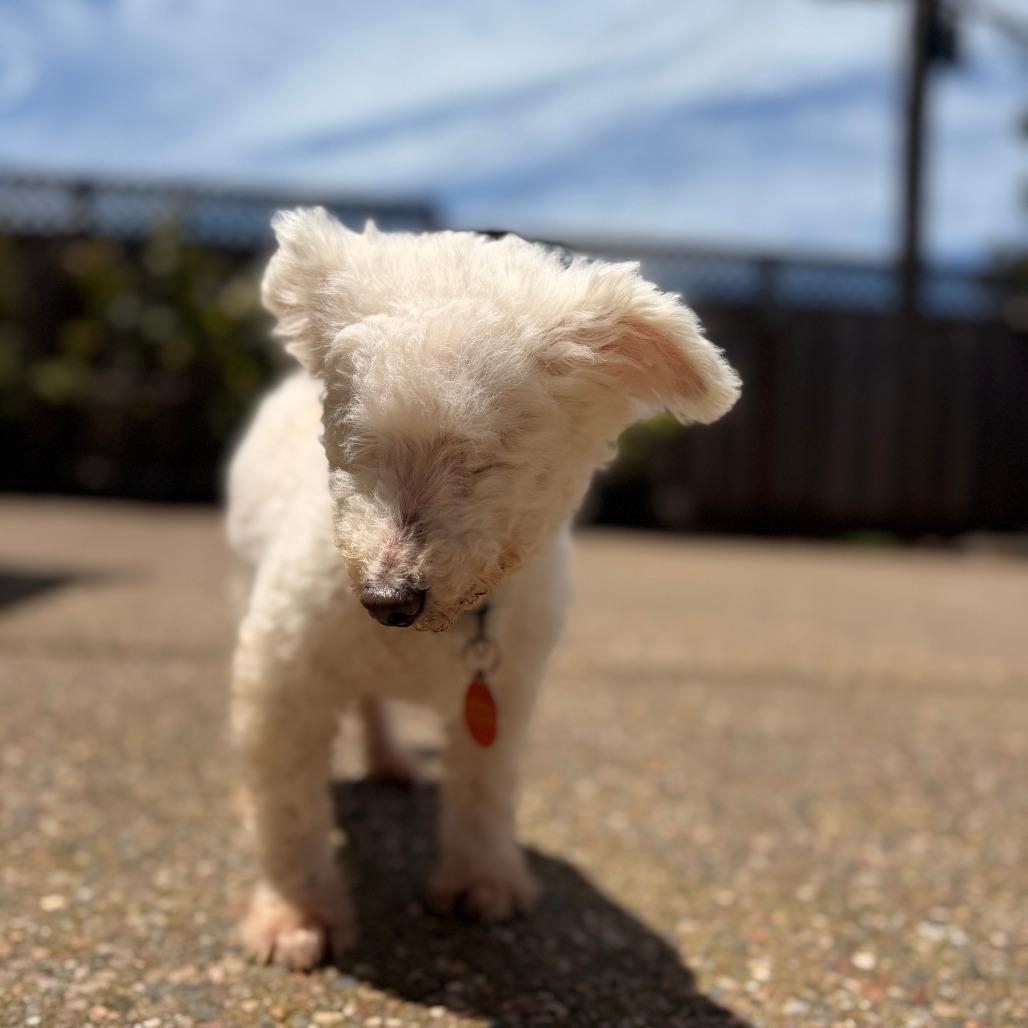 Enlarge Ziggy Stardust, a Adoptable Bichon Frise in Pacifica, CA image 1/5