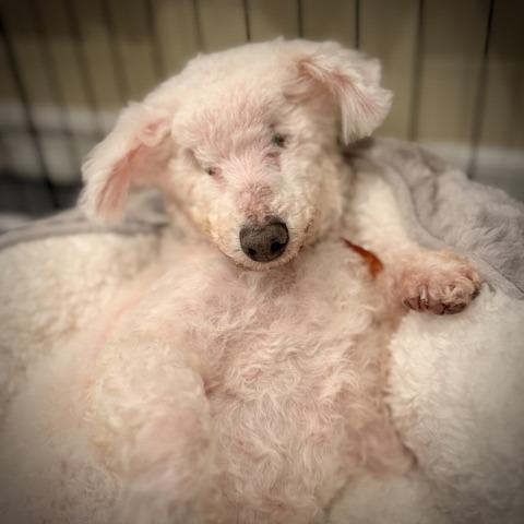 Enlarge Ziggy Stardust, a Adoptable Bichon Frise in Pacifica, CA image 1/5
