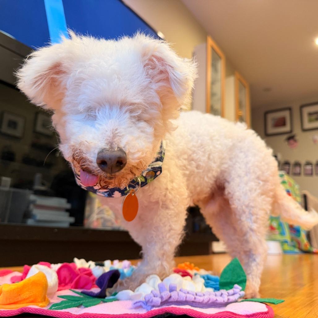 Enlarge Ziggy Stardust, a Adoptable Bichon Frise in Pacifica, CA image 2/5