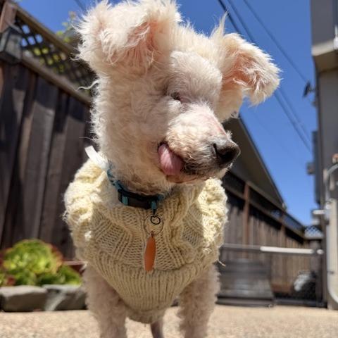 Ziggy Stardust, a Adoptable Bichon Frise in Pacifica, CA image 1/6