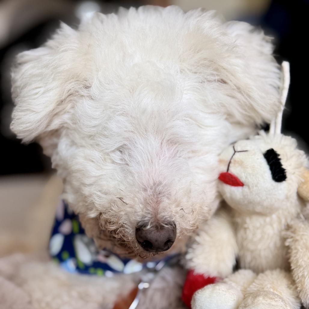 Enlarge Ziggy Stardust, a Adoptable Bichon Frise in Pacifica, CA image 3/5