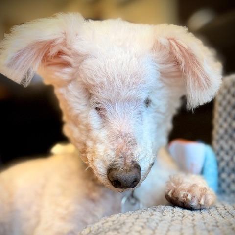 Ziggy Stardust, a Adoptable Bichon Frise in Pacifica, CA image 2/6