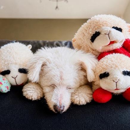 Ziggy Stardust, a Adoptable Bichon Frise in Pacifica, CA image 3/5