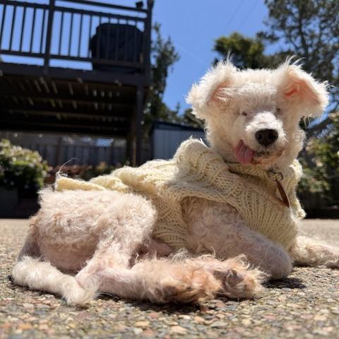 Ziggy Stardust, a Adoptable Bichon Frise in Pacifica, CA image 3/6