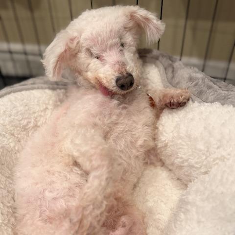 Enlarge Ziggy Stardust, a Adoptable Bichon Frise in Pacifica, CA image 3/5