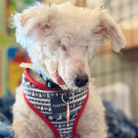 Ziggy Stardust, a Adoptable Bichon Frise in Pacifica, CA image 4/6