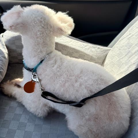Ziggy Stardust, a Adoptable Bichon Frise in Pacifica, CA image 5/6
