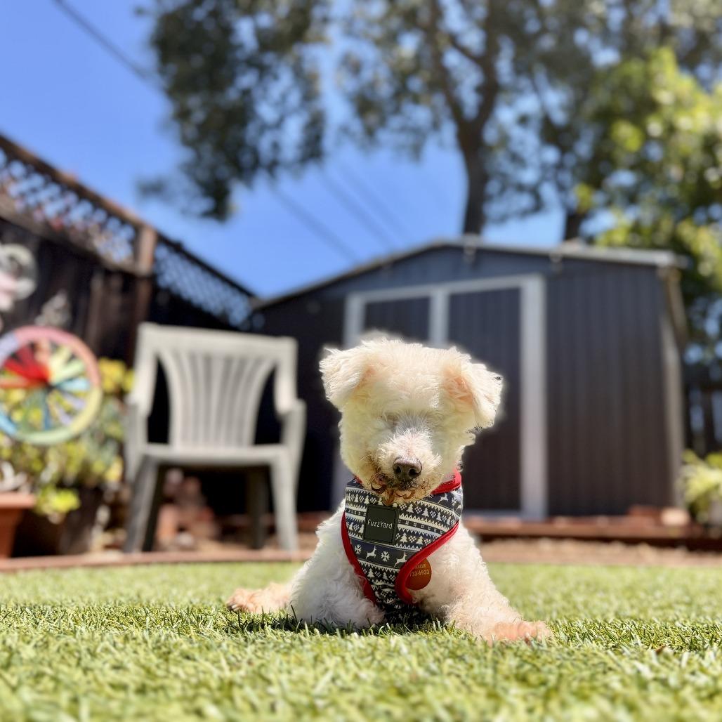 Enlarge Ziggy Stardust, a Adoptable Bichon Frise in Pacifica, CA image 5/5