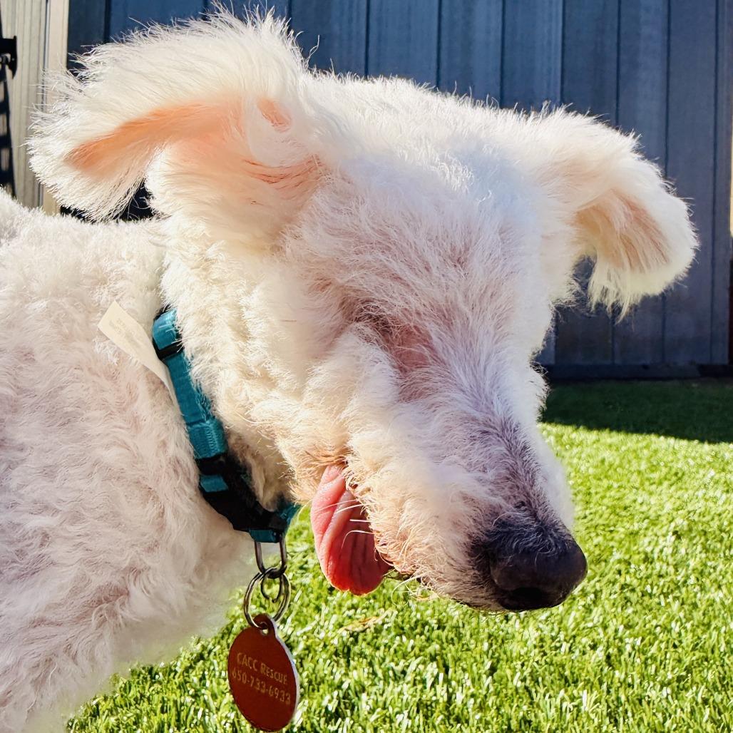 Enlarge Ziggy Stardust, a Adoptable Bichon Frise in Pacifica, CA image 5/5