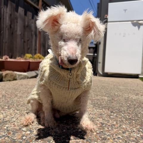 Ziggy Stardust, a Adoptable Bichon Frise in Pacifica, CA image 6/6