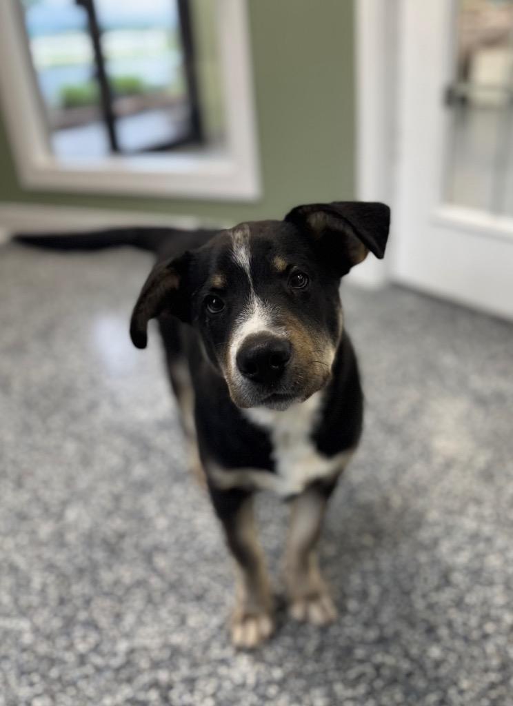 Enlarge Emmit, a Adoptable mixed breed in Carthage, MO image 1/1