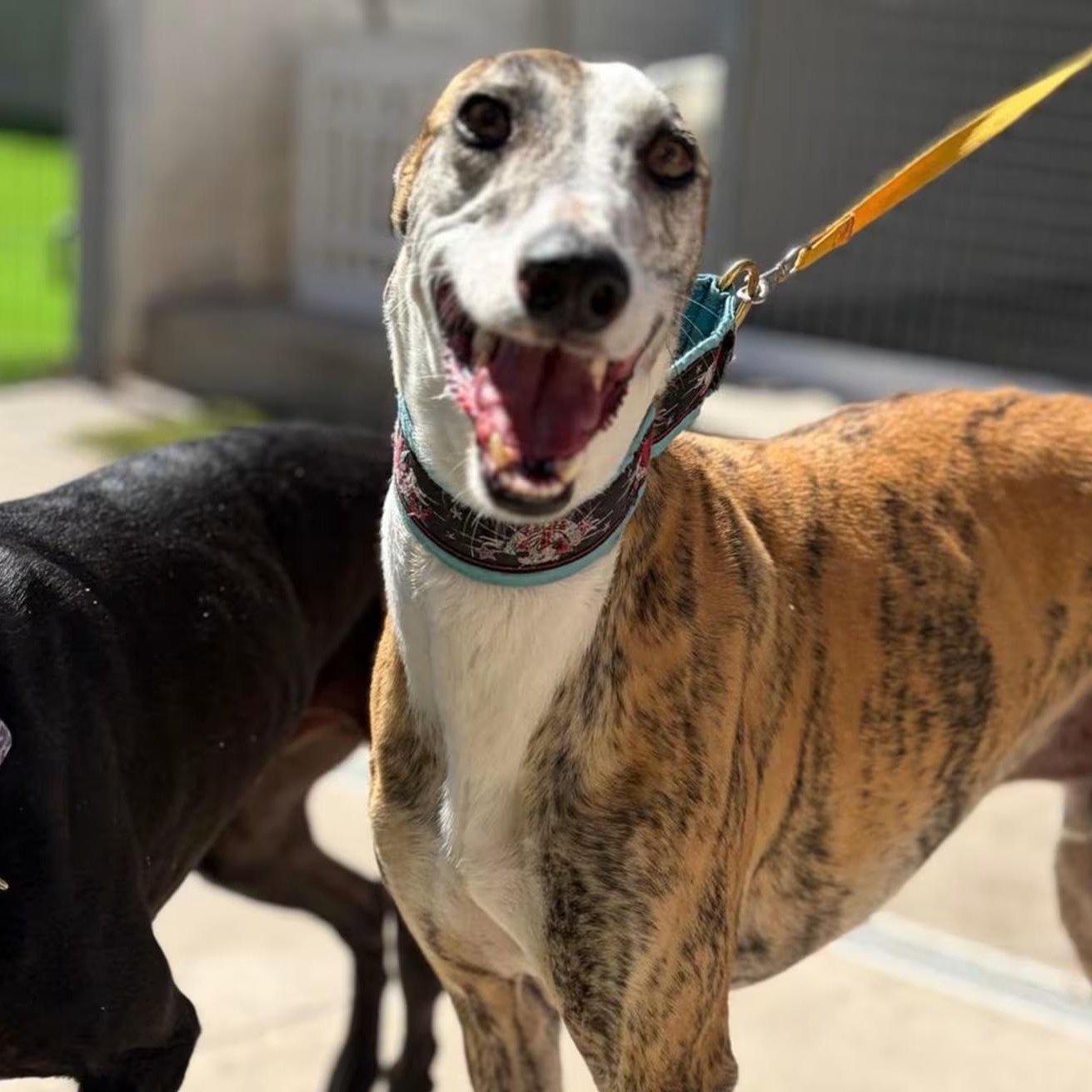 Popeye, Adoptable, Adult Male Galgo Spanish Greyhound.