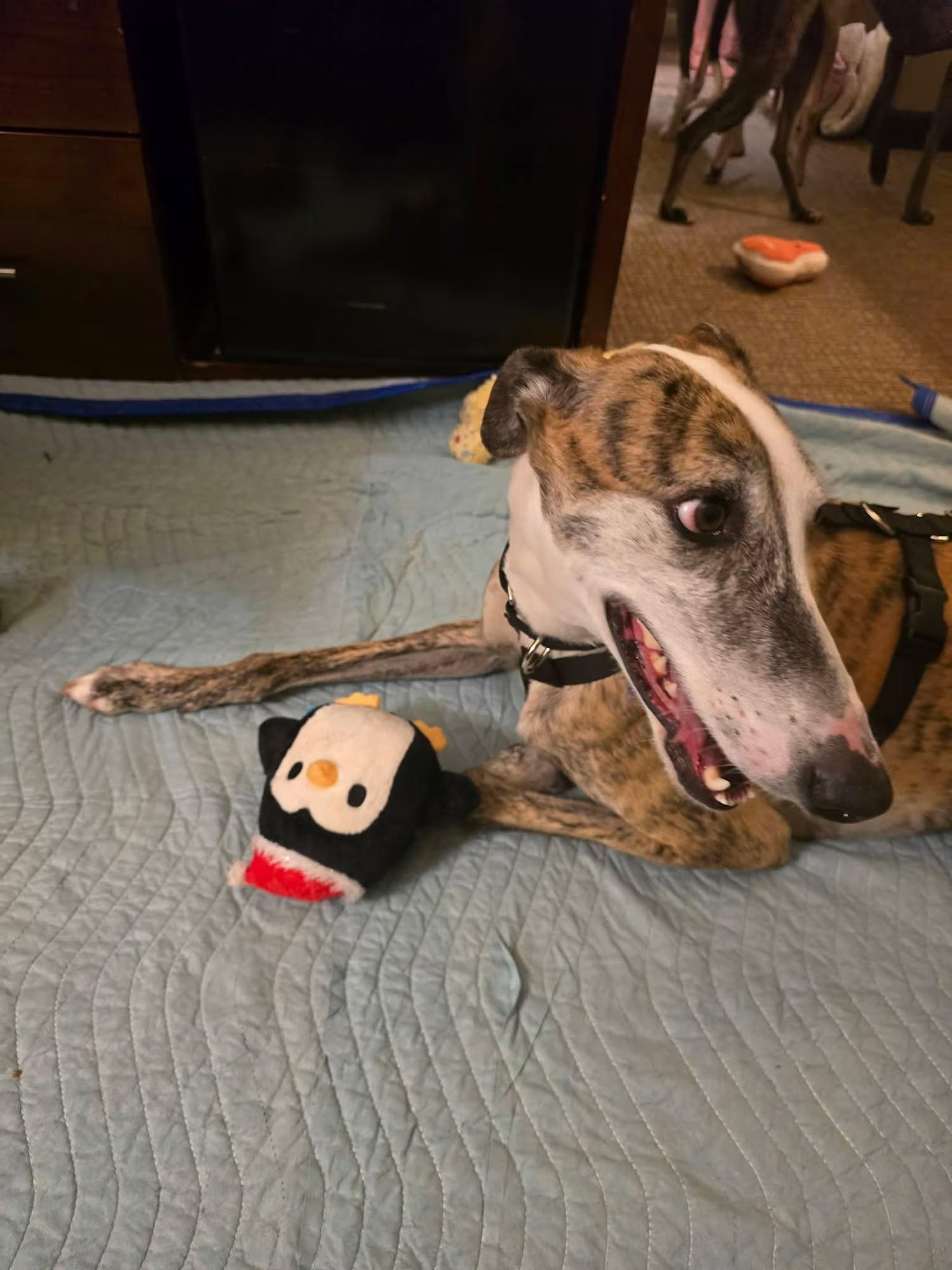 Enlarge Popeye, a Adoptable Galgo Spanish Greyhound in Sterling Heights, MI image 3/5