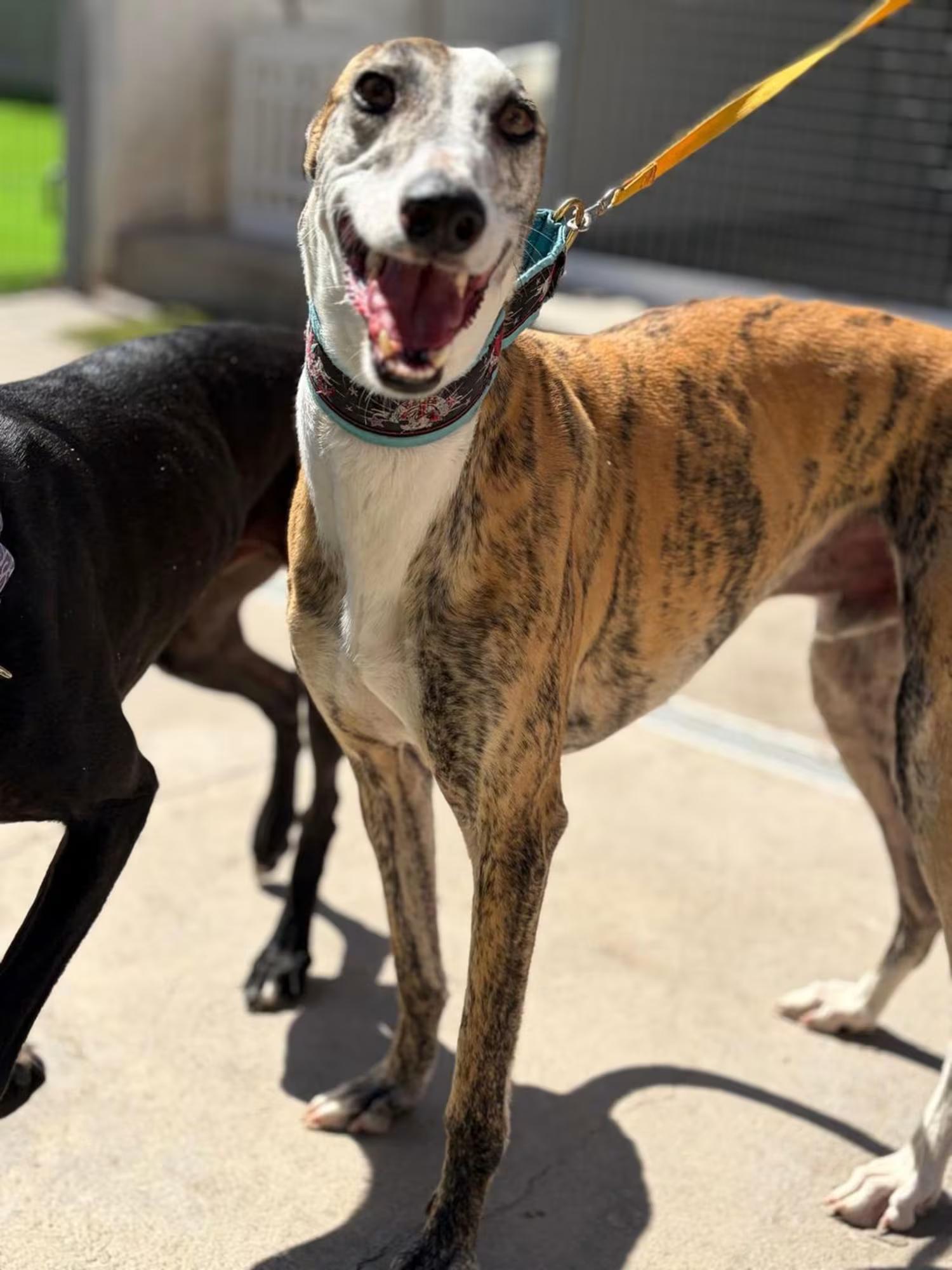 Enlarge Popeye, a Adoptable Galgo Spanish Greyhound in Sterling Heights, MI image 5/5
