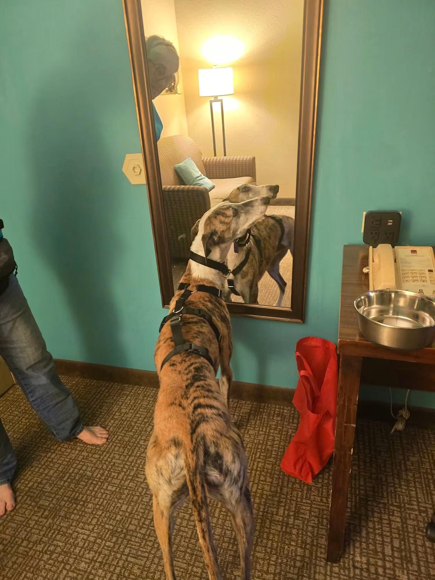 Enlarge Popeye, a Adoptable Galgo Spanish Greyhound in Sterling Heights, MI image 4/5