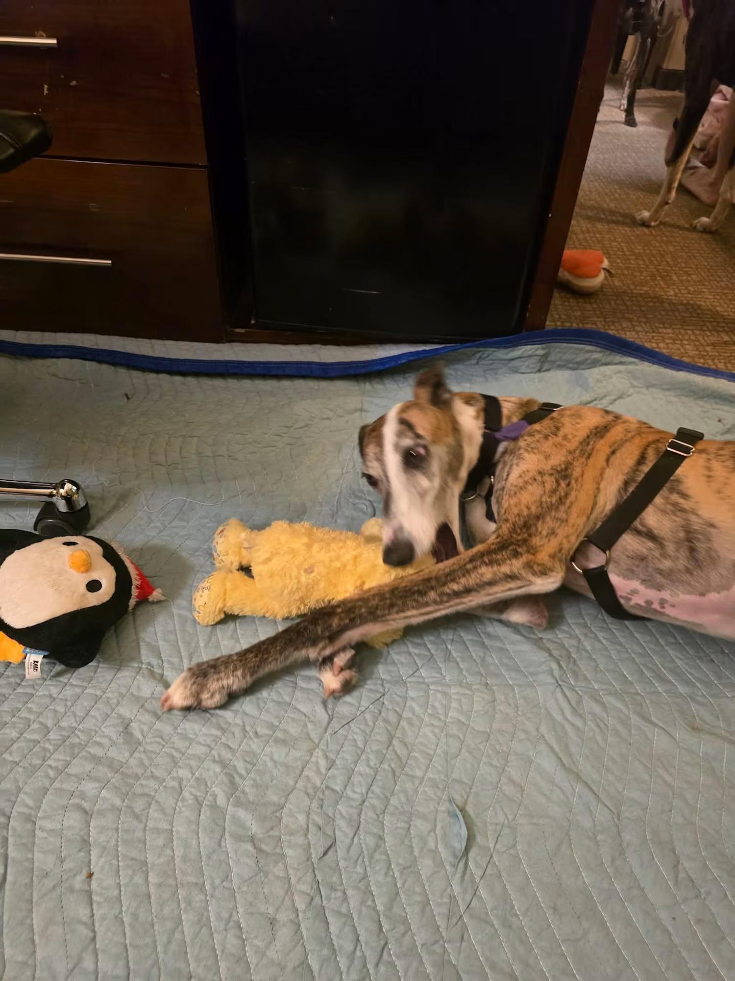 Enlarge Popeye, a Adoptable Galgo Spanish Greyhound in Sterling Heights, MI image 2/5