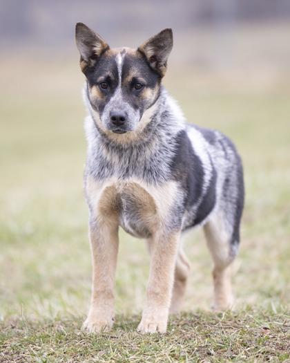 Enlarge Bear, an adopted mixed breed in Bedford, IN image 3/3