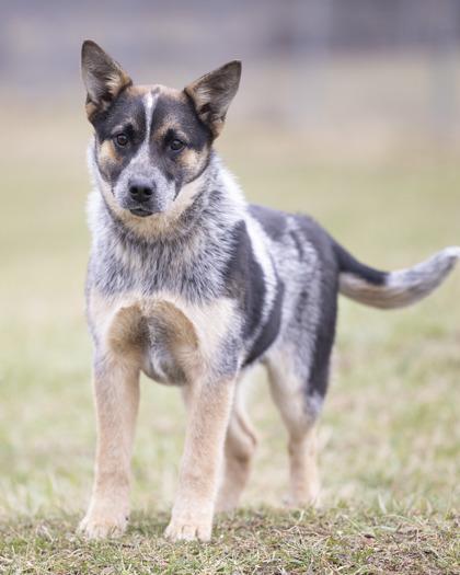 Enlarge Bear, an adopted mixed breed in Bedford, IN image 2/3