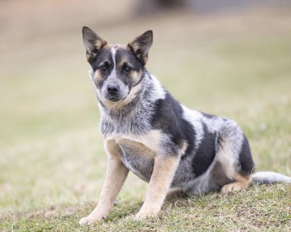 Bear, adopted, Young Male Australian Cattle Dog / Blue Heeler.