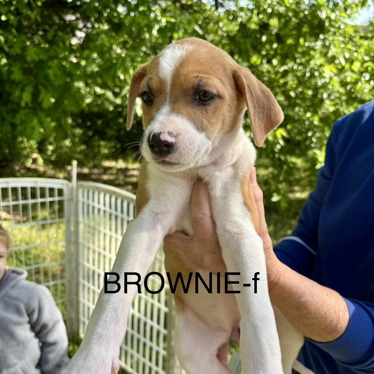 Brownie, adopted, Puppy Female Pit Bull Terrier.