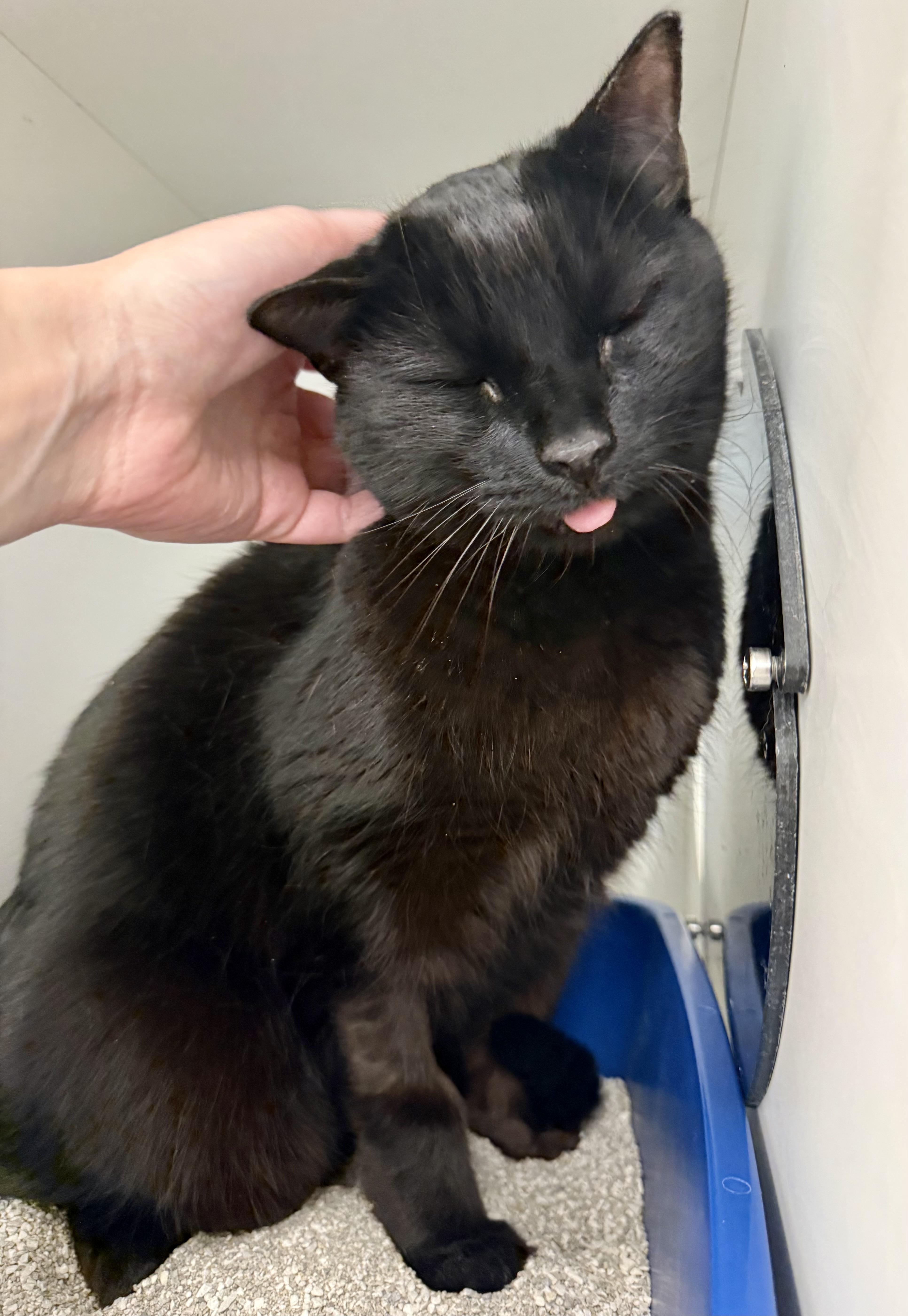 Charlotte, ADOPTABLE, Adult Female Domestic Short Hair.