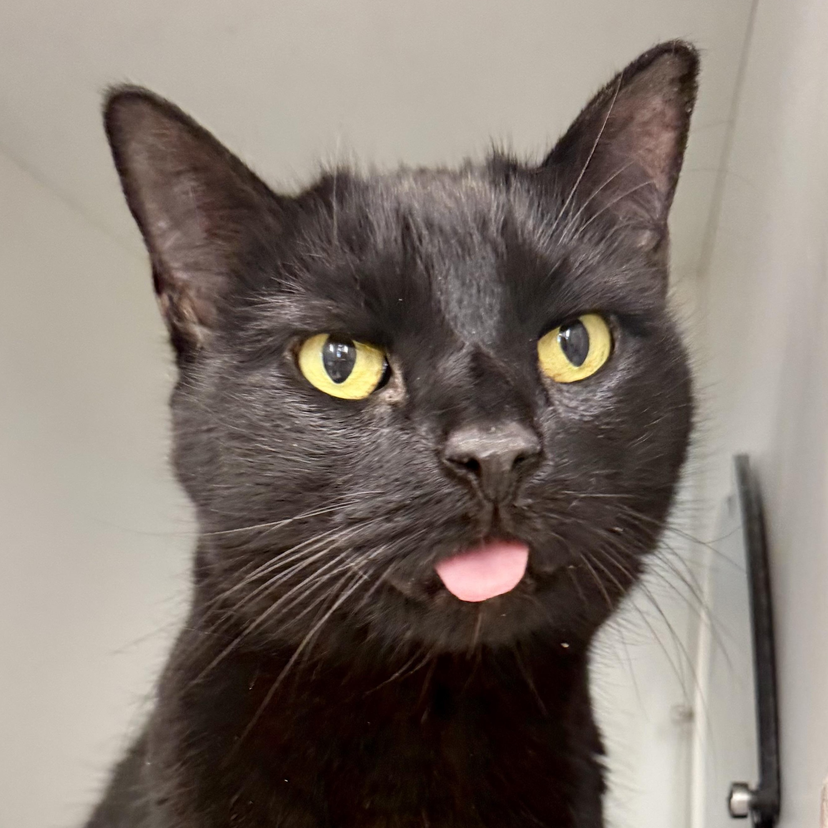 Enlarge Charlotte, a ADOPTABLE Domestic Short Hair in Quincy, MA image 2/2