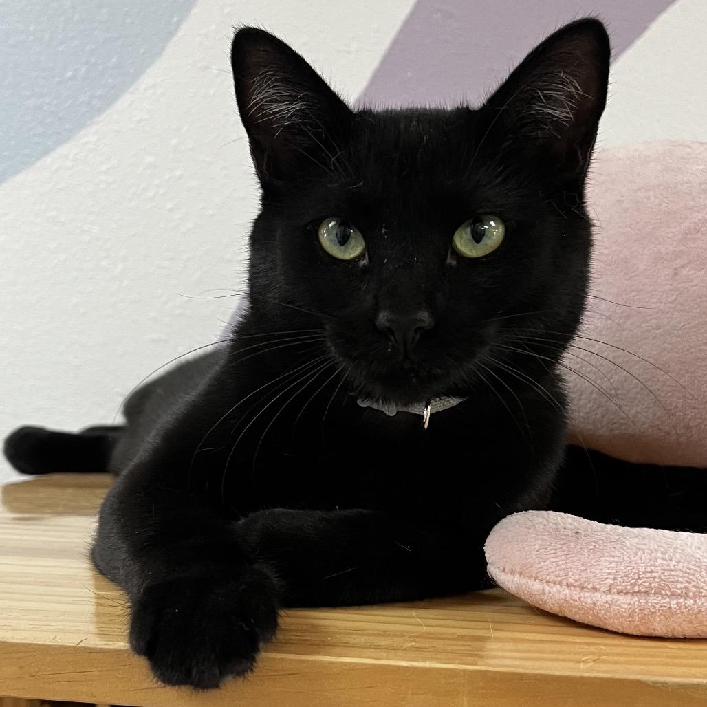 Enlarge Calvin, a Adoptable Domestic Short Hair in Yucca Valley, CA image 2/5