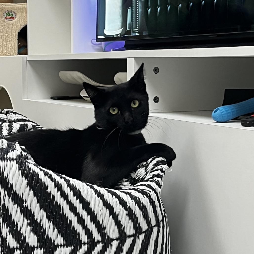 Enlarge Calvin, a Adoptable Domestic Short Hair in Yucca Valley, CA image 3/5
