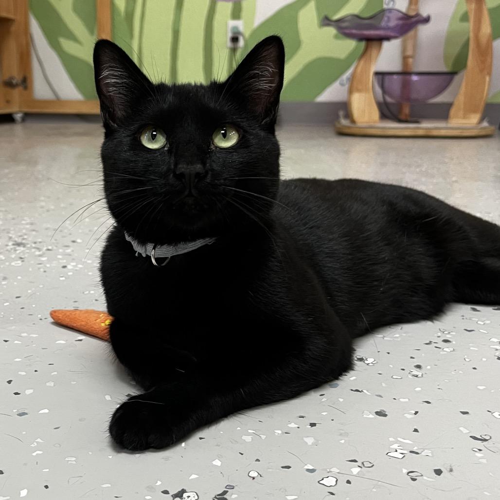 Enlarge Calvin, a Adoptable Domestic Short Hair in Yucca Valley, CA image 5/5