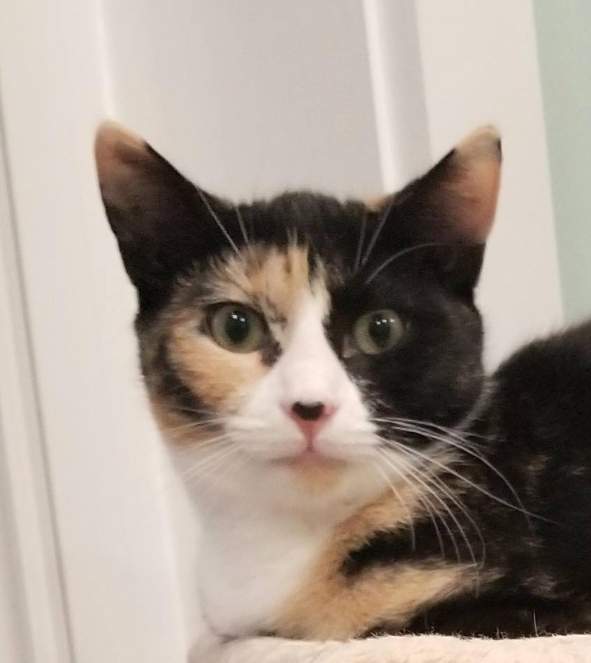 Enlarge Cayenne, a Adoptable Domestic Short Hair in Warwick, NY image 1/1