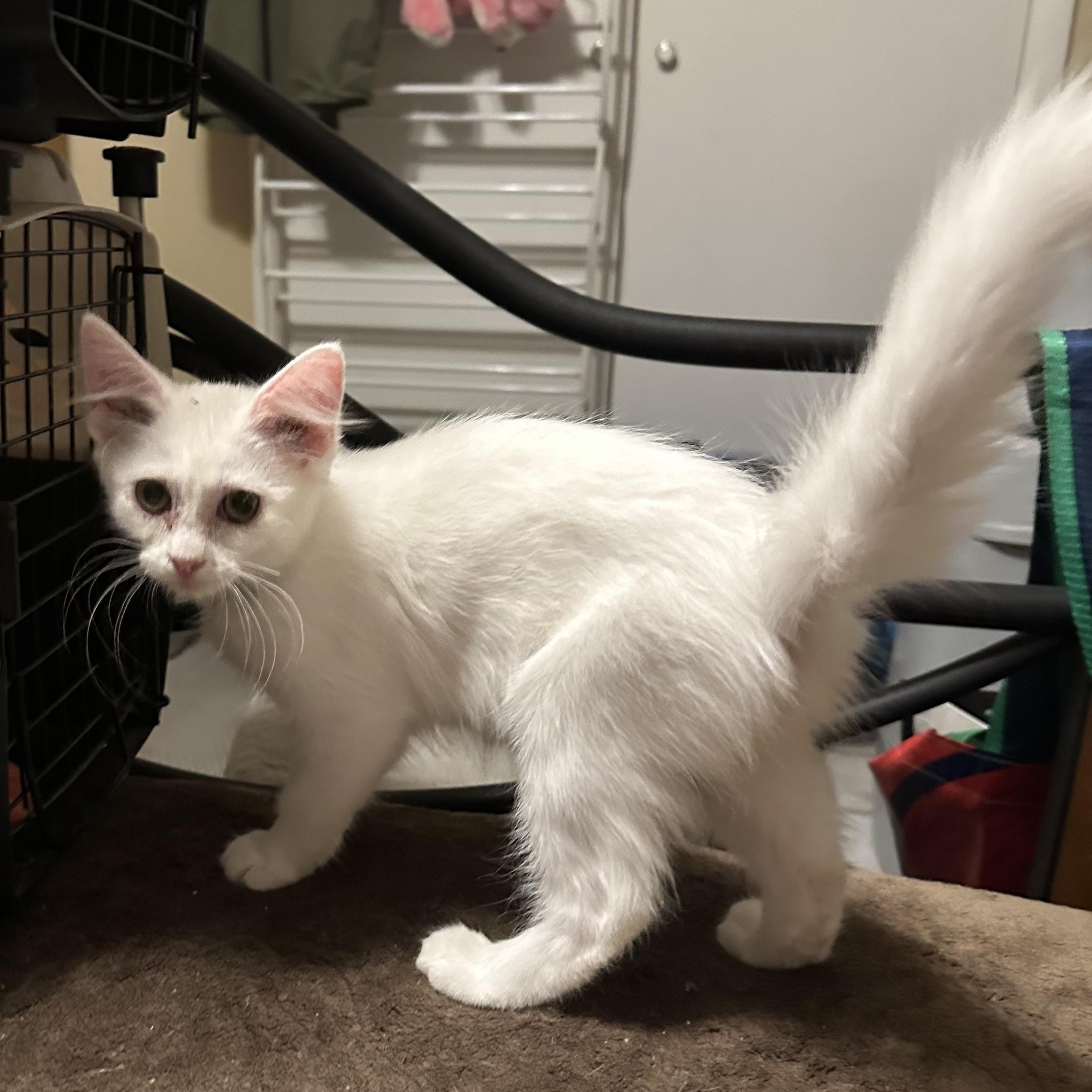 Aspen, ADOPTABLE, Kitten Female Domestic Medium Hair.