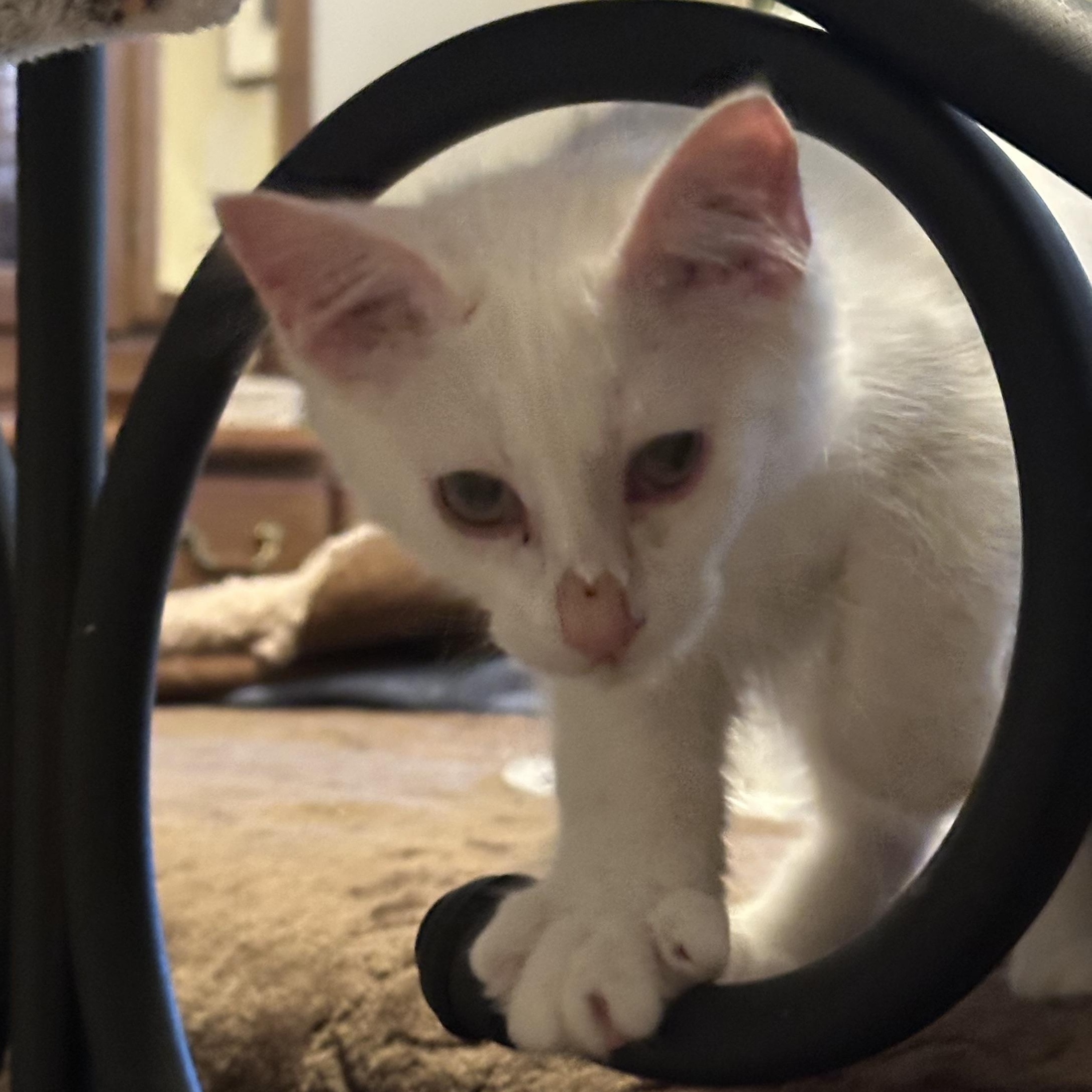 Enlarge Aspen, a ADOPTABLE Domestic Medium Hair in Tuttle, OK image 2/3