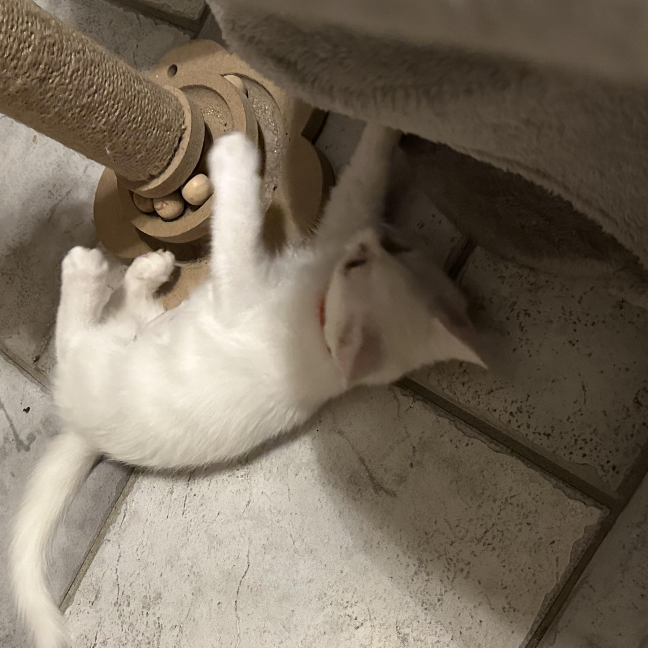 Enlarge Aspen, a ADOPTABLE Domestic Medium Hair in Tuttle, OK image 3/3