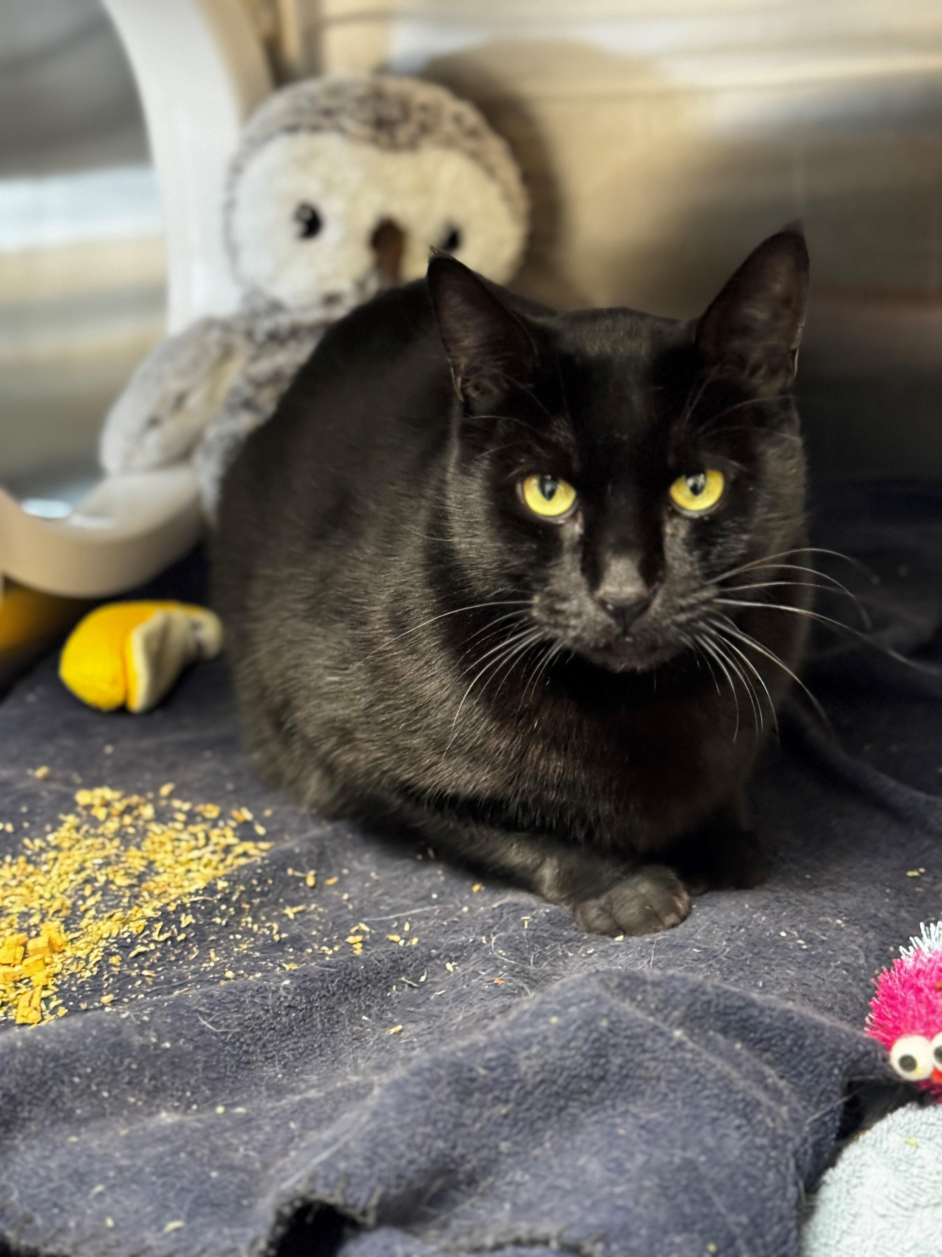 Enlarge Odin, a Adoptable Domestic Short Hair in New Westminster, BC image 1/1