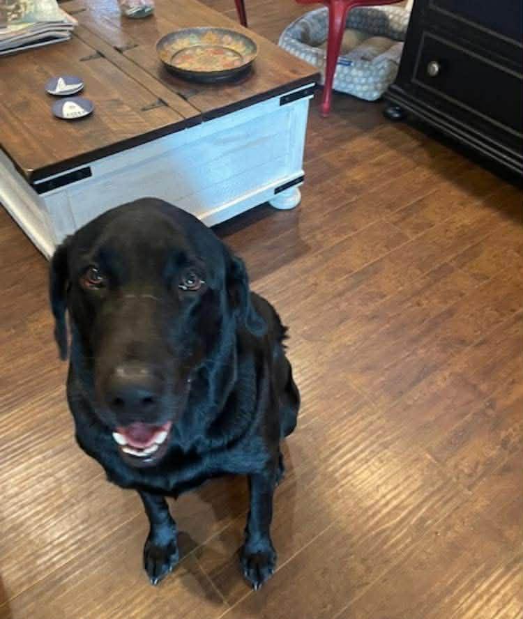 Tucker, Adoptable, Adult Male Labrador Retriever.