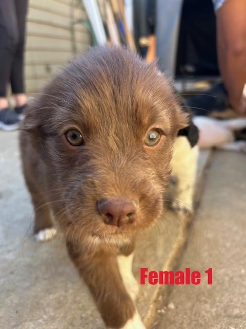 Enlarge Flower - puppy!, an adopted mixed breed in Burbank, CA image 3/6