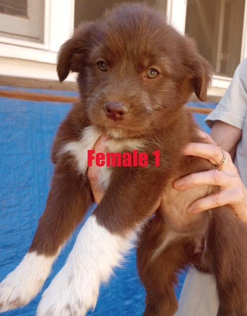 Enlarge Flower - puppy!, an adopted mixed breed in Burbank, CA image 4/6